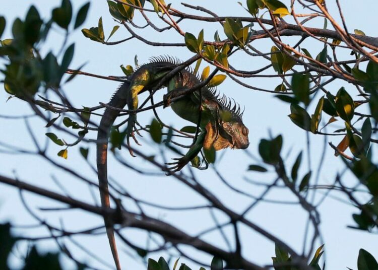 Una ola de frío azota Florida provocando que las iguanas se congelen y caigan de los árboles