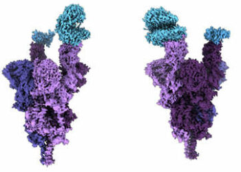 Presentan el primer análisis molecular de la proteína espiga de ómicron, que ayudará al desarrollo de tratamientos efectivos contra esta variante