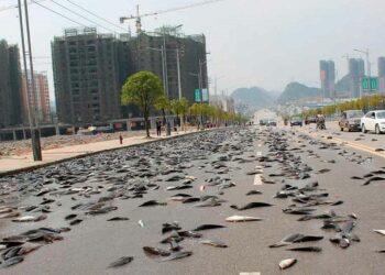 Peces caen del cielo en una ciudad de Texas