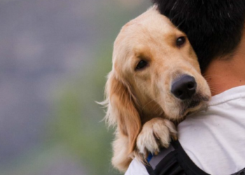 Asamblea aprueba Ley Especial de Protección y Bienestar Animal