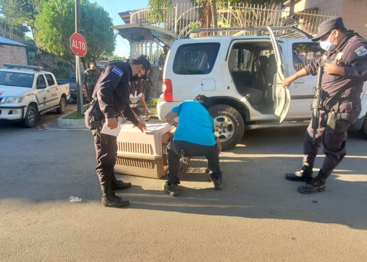 Capturan a hombre por encadenar a un perrito a un auto y arrastrarlo por las calles de Zacatecoluca