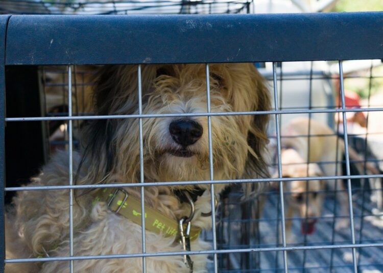 Centro de entrenamiento para perros es clausurado debido a maltrato animal