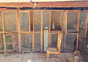 Clausuran instalaciones de escuela de adiestramiento canino de Jujutla debido a maltrato animal