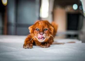 Rescatan a especie felina gato zonto y es entregado al Ministerio de Medio Ambiente