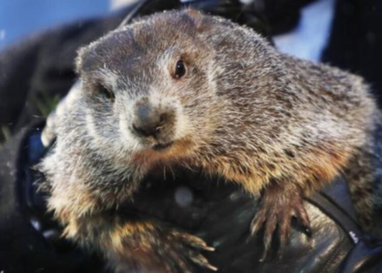 Milltown Mel, la marmota que debía predecir la llegada de la primavera, muere poco antes del festejo en Nueva Jersey