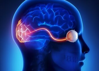 Descubren que el cerebro humano percibe las imágenes con 15 segundos de retraso en lugar de actualizarse en tiempo real