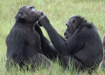 Observan por primera vez a chimpancés usando insectos como tratamiento para curar las heridas abiertas