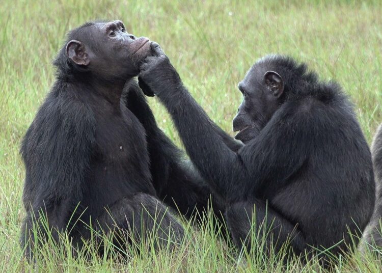 Observan por primera vez a chimpancés usando insectos como tratamiento para curar las heridas abiertas