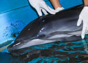 Delfín que había quedado varado en playa Las Flores es auxiliado por el MARN