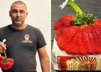 (VIDEO) Una fresa gigante cultivada en un huerto de Israel entra en el libro Guinness