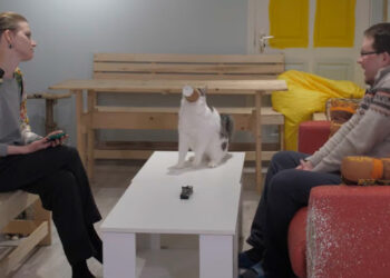 (VIDEO) Un gato interrumpe una entrevista televisada y hacer reír a todos