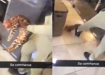 Escándalo en Inglaterra: un futbolista del West Ham fue filmado mientras golpeaba brutalmente a su gato