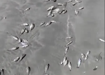Medio Ambiente extiende veda de moluscos por ocho días tras hallazgo de peces muertos en playa El Espino