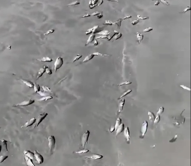 Medio Ambiente extiende veda de moluscos por ocho días tras hallazgo de peces muertos en playa El Espino