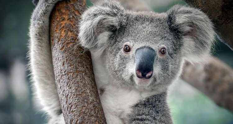 Los koalas ahora son una especie en peligro de extinción en dos estados de Australia