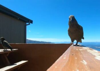 VIDEO: Un loro en Nueva Zelanda graba su espectacular fuga con una GoPro robada en su pico