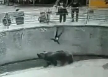 (VIDEO) Una mujer arrojó a su hija de tres años a la jaula de un oso en un zoológico en Uzbekistán