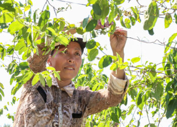 Más de 10,000 familias del corredor seco mejoran sus economías con el programa Sembrando Vida
