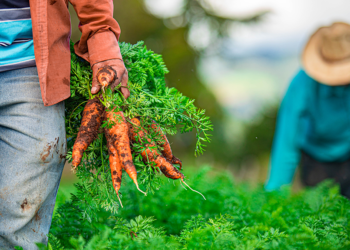Agricultura contará con $17 millones para aumentar producción nacional de alimentos