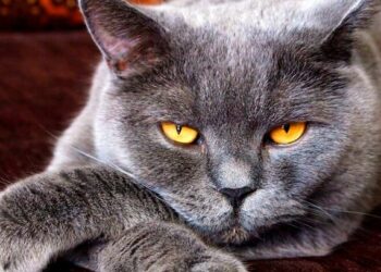 Imponen sanciones contra los gatos rusos