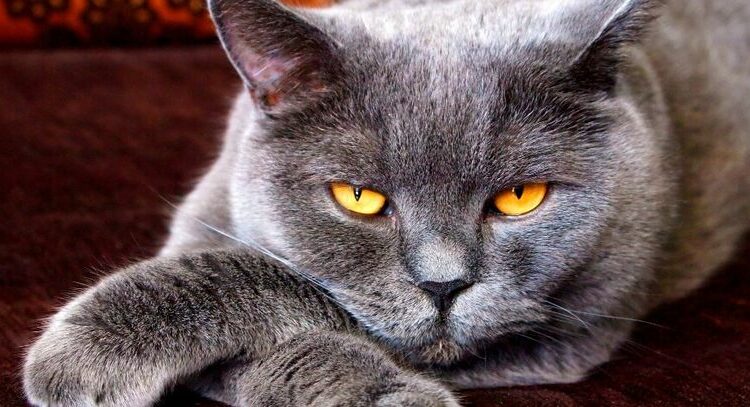 Imponen sanciones contra los gatos rusos