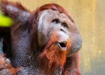 Descubren que los orangutanes adaptan su vocabulario al entorno social, como los humanos