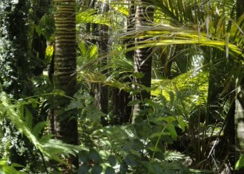 Dos niños estuvieron cuatro semanas perdidos en la selva amazónica de Brasil y sobrevivieron bebiendo agua de lluvia