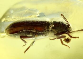 Encuentran encerrado en un ámbar el fósil de un escarabajo desconocido de hace 40 millones de años