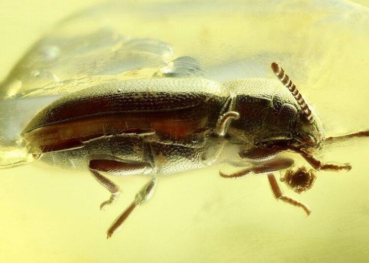 Encuentran encerrado en un ámbar el fósil de un escarabajo desconocido de hace 40 millones de años