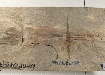 Identifican una nueva especie de calamar vampiro de diez tentáculos que vivió antes de la era de los dinosaurios