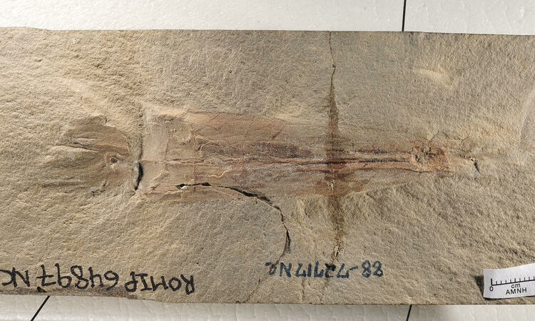 Identifican una nueva especie de calamar vampiro de diez tentáculos que vivió antes de la era de los dinosaurios