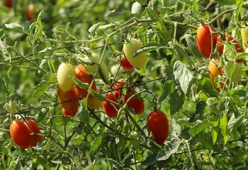 Ministerio de Agricultura propone reformas al FIDEAGRO para brindar capital semilla a productores