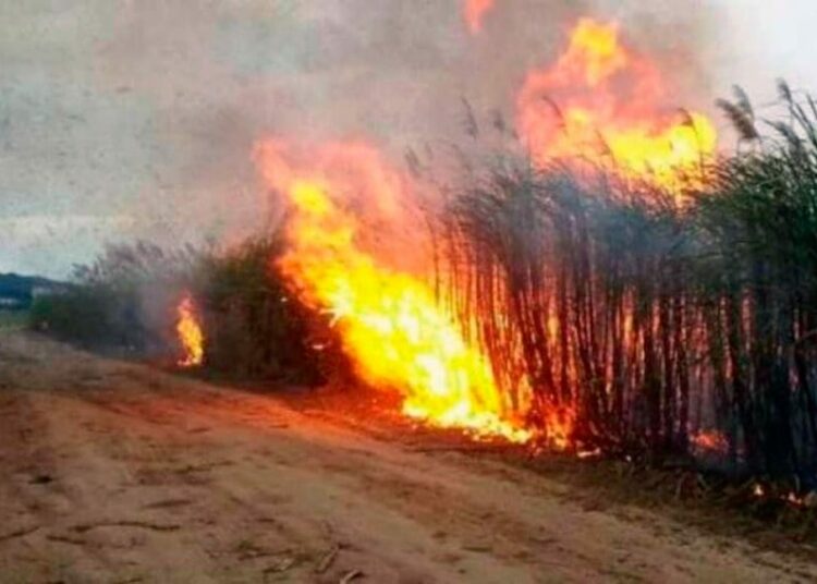Comisión Agropecuaria busca legislar para detener el deterioro que causa la quema no controlada de caña