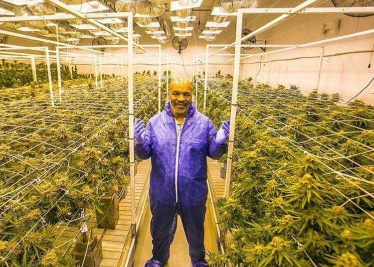 Gomitas de cannabis con forma de orejas mordidas: el nuevo producto lanzado por Mike Tyson
