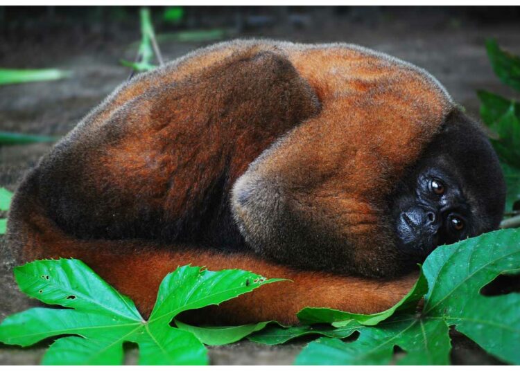 Ecuador el primer país del mundo en reconocer a los animales silvestres como sujetos de derechos legales