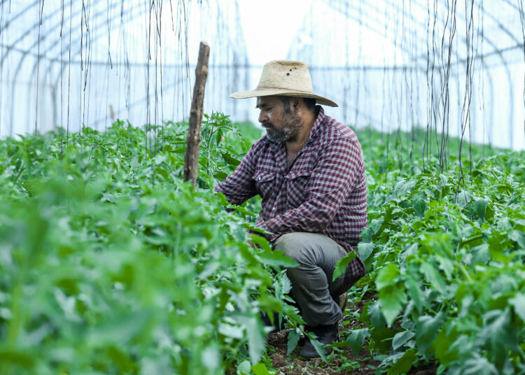 MAG recuerda a agricultores que tienen hasta el 22 de abril para obtener sus paquetes agrícolas