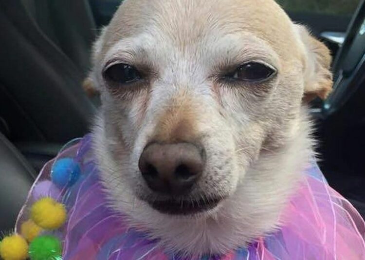 El perro más viejo del mundo es un chihuahua y vive en la Florida