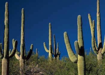 Hasta el 90% de los cactus podrían desaparecer por el calentamiento global