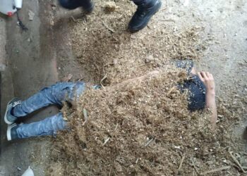 PNC captura a pandillero que se escondió entre alimento de ganado en Sensuntepeque