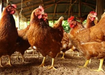 China detecta el primer caso de gripe aviar H3N8 en humanos