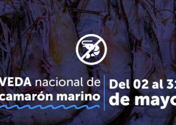 Autoridades anuncian veda de camarón para inicios de mayo