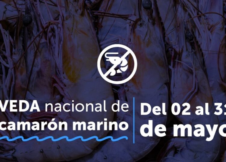 Autoridades anuncian veda de camarón para inicios de mayo