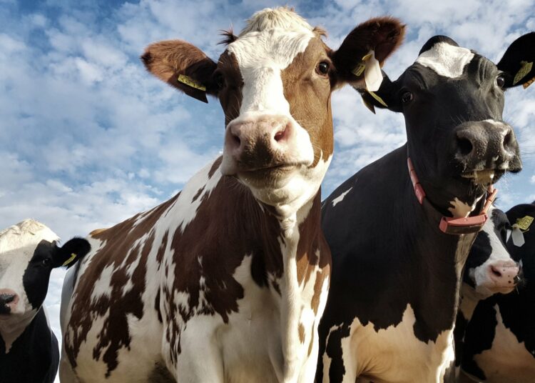 Aprueban reformas al Código Penal para incrementar condenas por hurto y robo de ganado