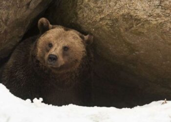 Una familia descubre que cinco osos hibernaban debajo de su casa en EE.UU.