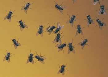 ¿Para qué sirven las moscas en el planeta Tierra?