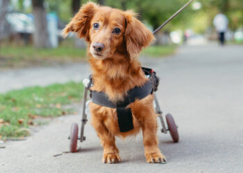 En Colombia realizan trasplante de células que devuelve la movilidad a perros lesionados y abre la esperanza a su uso en humanos