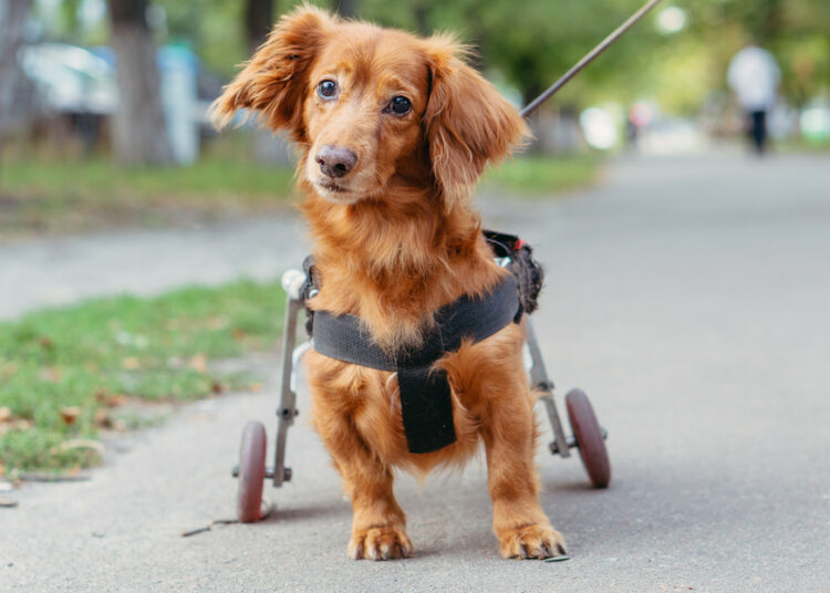 En Colombia realizan trasplante de células que devuelve la movilidad a perros lesionados y abre la esperanza a su uso en humanos