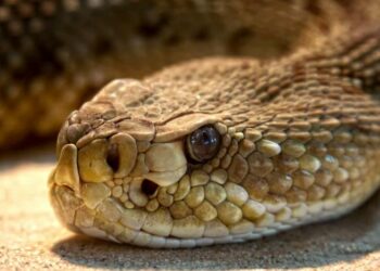Hombre que poseía como mascotas a 124 serpientes muere tras la mordedura de una de ellas