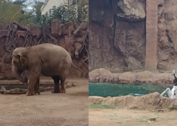(VIDEO) Un elefante ayuda a rescatar a un antílope que cayó al agua en un zoo de Guatemala alertando a los cuidadores
