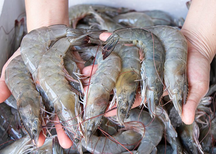 Estas son las especies de camarón de mar que no deben consumirse durante la veda en El Salvador